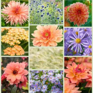 orders, Aster Frikartii Monch, Dahlia Apricot Desire, Dahlia Melody Dora, Dahlia Surprise, Dahlia Bishop of Oxford, Aster Little Carlow, Pennisetum,