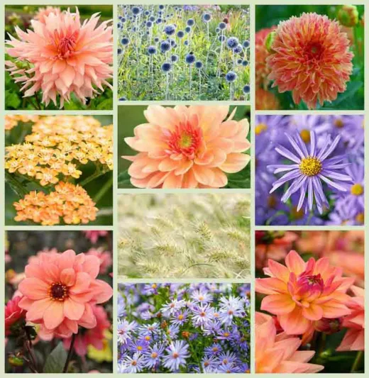 orders, Aster Frikartii Monch, Dahlia Apricot Desire, Dahlia Melody Dora, Dahlia Surprise, Dahlia Bishop of Oxford, Aster Little Carlow, Pennisetum,