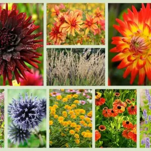 Border ideas, Perennial Planting, Perennial combination, Fall Borders, Summer Borders, Dahlia Chat Noir, Dahlia Karma Bon Bini, Dahlia Jescot Julie, Persicaria Atrosanguineal, Agastache Blue Fortune, Echinops Veitch's Blue, Helenium Sahin's