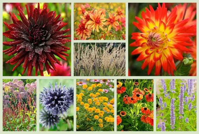 Border ideas, Perennial Planting, Perennial combination, Fall Borders, Summer Borders, Dahlia Chat Noir, Dahlia Karma Bon Bini, Dahlia Jescot Julie, Persicaria Atrosanguineal, Agastache Blue Fortune, Echinops Veitch's Blue, Helenium Sahin's