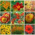 Border ideas, Perennial Planting, Perennial combination, Fall Borders, Summer Borders, Dahlia Bishop of LLandaff, Dahlia Pooh, Dahlia Bridge View Aloha, Helenium Waltraut, Achillea Terracotta, Daylily Stafford, Erysimum apricot Twist