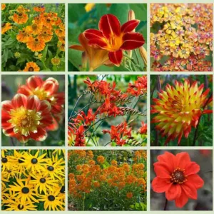 Border ideas, Perennial Planting, Perennial combination, Fall Borders, Summer Borders, Dahlia Bishop of LLandaff, Dahlia Pooh, Dahlia Bridge View Aloha, Helenium Waltraut, Achillea Terracotta, Daylily Stafford, Erysimum apricot Twist