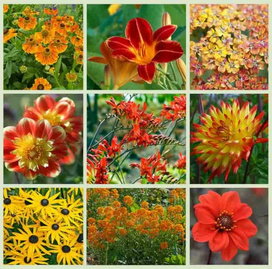 Border ideas, Perennial Planting, Perennial combination, Fall Borders, Summer Borders, Dahlia Bishop of LLandaff, Dahlia Pooh, Dahlia Bridge View Aloha, Helenium Waltraut, Achillea Terracotta, Daylily Stafford, Erysimum apricot Twist