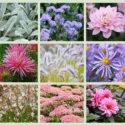 Border ideas, Perennial Planting, Perennial combination, Fall Borders, Summer Borders, Aster Frikartii Monch, Dahlia Fascination, Dahlia Karma Prospero, Dahlia Park Princess, Gaura Lindheimeri, Pennisetum, Sedum Autumn Joy, Stachys, Lamb's Ears