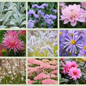 Border ideas, Perennial Planting, Perennial combination, Fall Borders, Summer Borders, Aster Frikartii Monch, Dahlia Fascination, Dahlia Karma Prospero, Dahlia Park Princess, Gaura Lindheimeri, Pennisetum, Sedum Autumn Joy, Stachys, Lamb's Ears