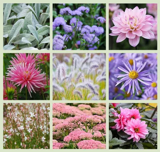 Border ideas, Perennial Planting, Perennial combination, Fall Borders, Summer Borders, Aster Frikartii Monch, Dahlia Fascination, Dahlia Karma Prospero, Dahlia Park Princess, Gaura Lindheimeri, Pennisetum, Sedum Autumn Joy, Stachys, Lamb's Ears