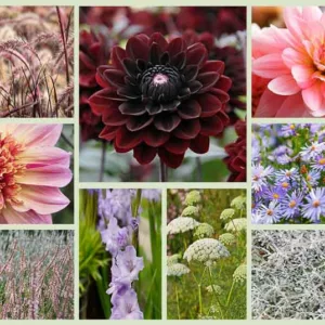 Border ideas, Perennial Planting, Perennial combination, Fall Borders, Summer Borders, Aster Little Carlow, Dahlia Gerrie Hoek, Dahlia The Phantom, Dahlia Karma Choc, Persicaria Rosea, Pennisetum Rubrum, Gladiolus Milka, Ammi Visnaga