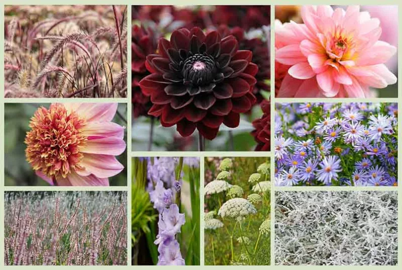 Border ideas, Perennial Planting, Perennial combination, Fall Borders, Summer Borders, Aster Little Carlow, Dahlia Gerrie Hoek, Dahlia The Phantom, Dahlia Karma Choc, Persicaria Rosea, Pennisetum Rubrum, Gladiolus Milka, Ammi Visnaga