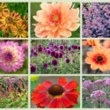 Border ideas, Perennial Planting, Perennial combination, Fall Borders, Summer Borders, Dahlia Apricot Desire, Dahlia First Love, Dahlia Thomas Edison, Dahlia Nepos, Persicaria Atrosanguinea, Helenium Moerhein Beauty, Helenium Loysder Wieck