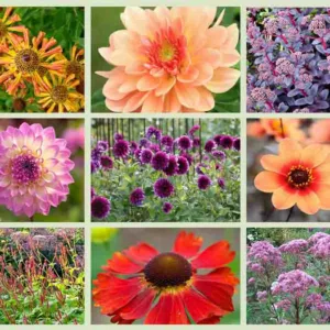 Border ideas, Perennial Planting, Perennial combination, Fall Borders, Summer Borders, Dahlia Apricot Desire, Dahlia First Love, Dahlia Thomas Edison, Dahlia Nepos, Persicaria Atrosanguinea, Helenium Moerhein Beauty, Helenium Loysder Wieck