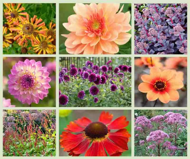 Border ideas, Perennial Planting, Perennial combination, Fall Borders, Summer Borders, Dahlia Apricot Desire, Dahlia First Love, Dahlia Thomas Edison, Dahlia Nepos, Persicaria Atrosanguinea, Helenium Moerhein Beauty, Helenium Loysder Wieck