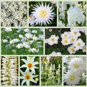 Border ideas, Perennial Planting, Perennial combination, Fall Borders, Summer Borders, Dahlia My Love, Dahlia Honka, Dahlia Verda, Agastache Alba, Lobularia, Phlox David, Veronicastrum Album