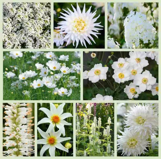 Border ideas, Perennial Planting, Perennial combination, Fall Borders, Summer Borders, Dahlia My Love, Dahlia Honka, Dahlia Verda, Agastache Alba, Lobularia, Phlox David, Veronicastrum Album