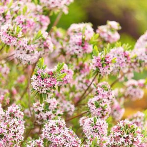 Daphne × burkwoodii 'Carol Mackie', Daphne 'Carol Mackie', Burkwood Daphne 'Carol Mackie', Fragrant shrub, Flowering Shrub, Pink Flowers