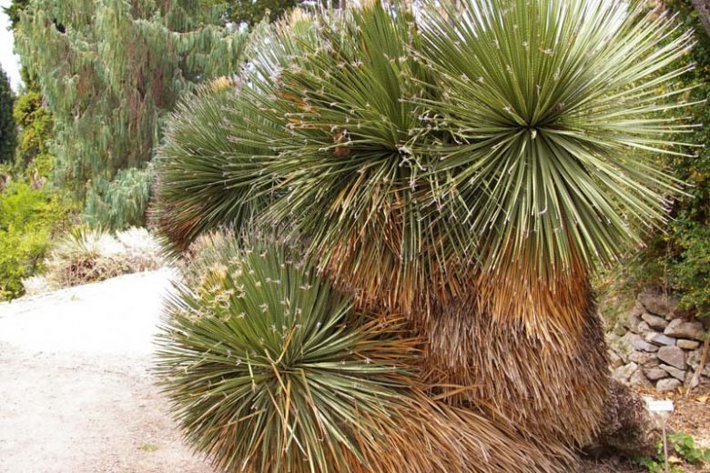 Dasylirion serratifolium, Desert Spoon, Sandpaper Sotol, Dasylirion laxiflorum, Roulinia serratifolia, Yucca serratifolia