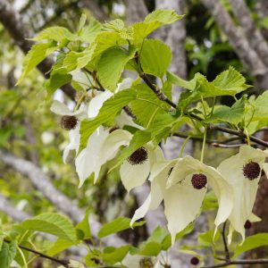 Davidia involucrata, Handkerchief Tree, Dove Tree, Ghost Tree, Pocket Handkerchief Tree, deciduous tree, White flowers