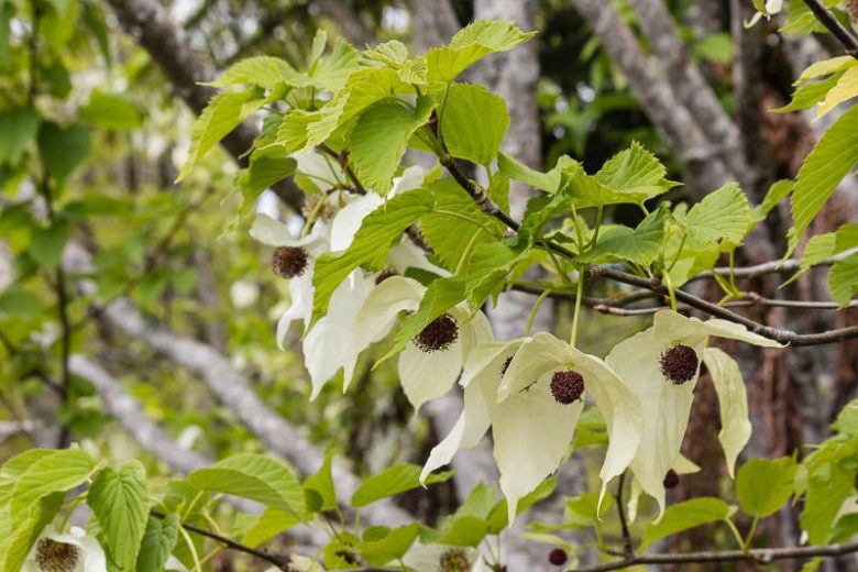Davidia involucrata, Handkerchief Tree, Dove Tree, Ghost Tree, Pocket Handkerchief Tree, deciduous tree, White flowers