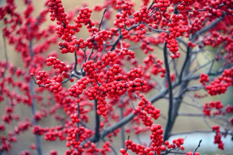Winter Garden, Fall Garden, Early Spring Garden, Shrubs with berries, deciduous shrubs, Red Berries, Red Fruit, Ilex, Holly, Hollies