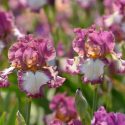 Fragrant Bearded Irises, Fragrant TallBearded Irises, Fragrant  Intermediate Bearded Irises, Fragrant  Miniature Tall Bearded Irises, Fragrant  Border Bearded Irises, Fragrant Irises
