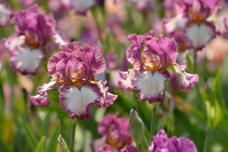 Fragrant Bearded Irises, Fragrant TallBearded Irises, Fragrant  Intermediate Bearded Irises, Fragrant  Miniature Tall Bearded Irises, Fragrant  Border Bearded Irises, Fragrant Irises