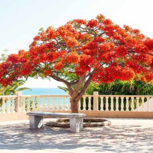 Delonix regia, Flambouyant, Flamboyant, Flame Tree, Flametree, Peacock Flower, Peacock-Flower, Poinciana, Royal Poinciana, Red Tree, Poinciana regia, Red flowers