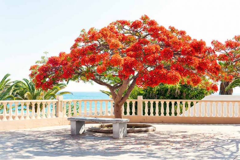 Delonix regia, Flambouyant, Flamboyant, Flame Tree, Flametree, Peacock Flower, Peacock-Flower, Poinciana, Royal Poinciana, Red Tree, Poinciana regia, Red flowers
