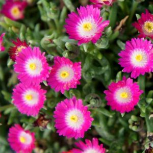 Delosperma 'Jewel of the Desert Amethyst', Ice Plant, Ice Plant 'Jewel of the Desert Amethyst', 'Jewel of the Desert Amethyst' Ice Plant, Drought tolerant perennials, Purple perennial flowers, Evergreen perennial, Low maintenance perennial, perennia