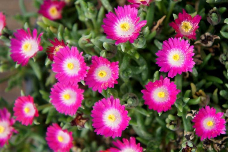 Delosperma 'Jewel of the Desert Amethyst', Ice Plant, Ice Plant 'Jewel of the Desert Amethyst', 'Jewel of the Desert Amethyst' Ice Plant, Drought tolerant perennials, Purple perennial flowers, Evergreen perennial, Low maintenance perennial, perennia