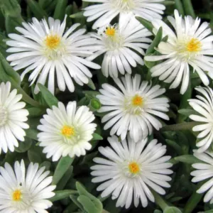 Delosperma 'Jewel of the Desert Moonstone' (Ice Plant), Ice Plant 'Jewel of the Desert Moonstone', 'Jewel of the Desert Moonstone' Ice Plant, Drought tolerant perennials, white perennial flowers, Evergreen perennial, Low maintenance perennial, perennial ground co