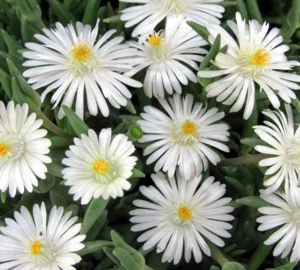 Delosperma 'Jewel of the Desert Moonstone' (Ice Plant), Ice Plant 'Jewel of the Desert Moonstone', 'Jewel of the Desert Moonstone' Ice Plant, Drought tolerant perennials, white perennial flowers, Evergreen perennial, Low maintenance perennial, perennial ground co