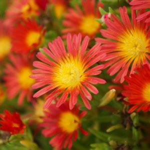 Delosperma 'Wheels of Wonder - Fire Wonder', Ice Plant 'Fire Wonder', 'Fire Wonder' Ice Plant, Drought tolerant perennials, Orange perennial flowers, Evergreen perennial, Low maintenance perennial, perennia