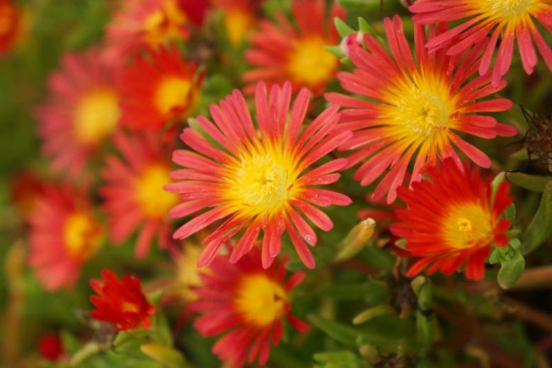Delosperma 'Wheels of Wonder - Fire Wonder', Ice Plant 'Fire Wonder', 'Fire Wonder' Ice Plant, Drought tolerant perennials, Orange perennial flowers, Evergreen perennial, Low maintenance perennial, perennia