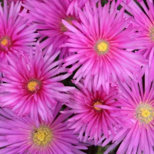 Delosperma cooperi, Ice Plant, Drought tolerant perennials, purple perennial flowers, succulent, Low maintenance perennial, perennial ground cover