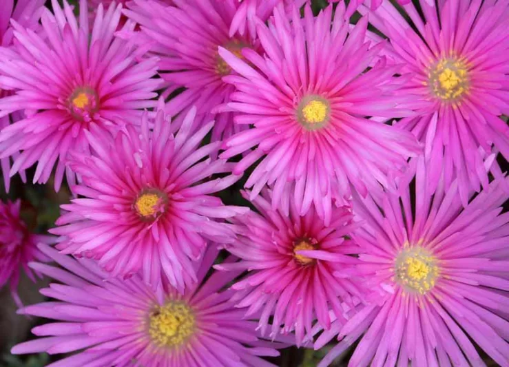 Delosperma cooperi, Ice Plant, Drought tolerant perennials, purple perennial flowers, succulent, Low maintenance perennial, perennial ground cover