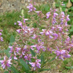Desmodium canadense, Showy Tick Trefoil, Purple flowers, Purple perennials, Butterfly Pant, Pollinator Plant