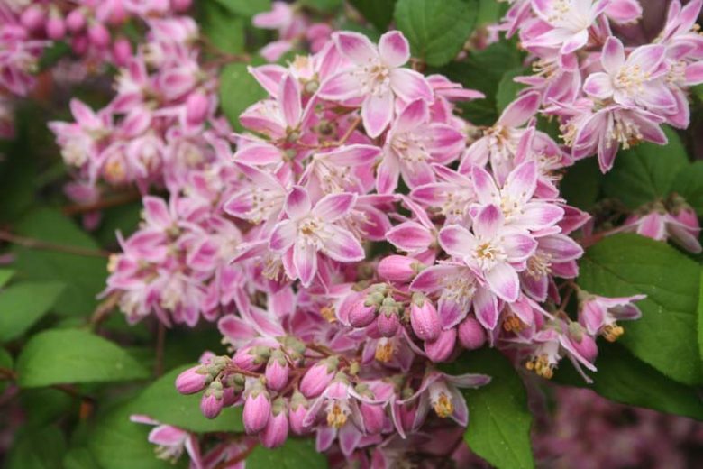 Deutzia Magicien, Flowering Shrub, bicolor flowers, bicolor Deutzia, Pink Deutzia, Pink Flowers