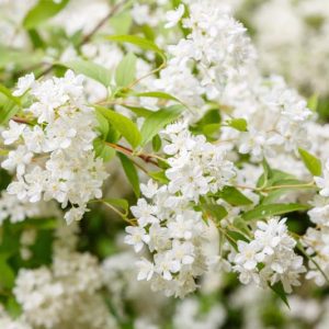 Deutzia Gracilis 'Nikko', Slender Deutzia, Deutzia 'Nikko', Slender Deutzia 'Nikko', Flowering Shrub, White flowers, Dwarf Shrub
