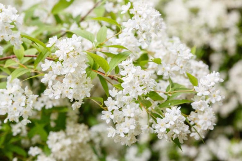 Deutzia Gracilis 'Nikko', Slender Deutzia, Deutzia 'Nikko', Slender Deutzia 'Nikko', Flowering Shrub, White flowers, Dwarf Shrub
