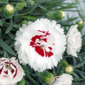 Dianthus 'Coconut Surprise', Pink 'Coconut Surprise', Coconut Surprise Maiden Pink, Red Flowers, Red Dianthus, Bicolor Flowers, Bicolor Dianthus, Bicolor Garden Pink