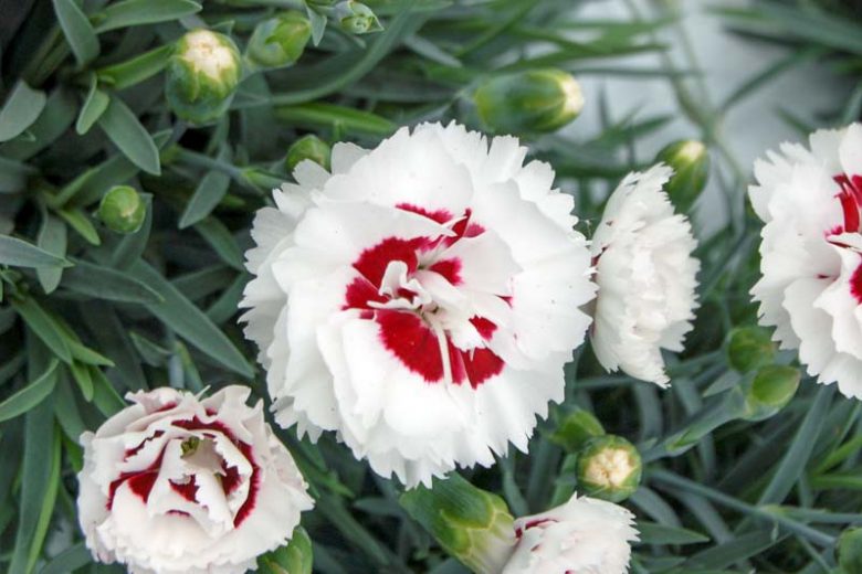 Dianthus 'Coconut Surprise', Pink 'Coconut Surprise', Coconut Surprise Maiden Pink, Red Flowers, Red Dianthus, Bicolor Flowers, Bicolor Dianthus, Bicolor Garden Pink