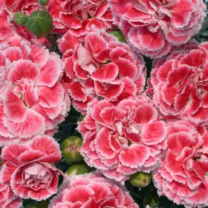 Dianthus 'Coral Reef', Pink 'Coral Reef', Coral Reef Pink, Salmon Flowers, Salmon Dianthus, Pink Flowers, Pink Dianthus,Pink Garden Pink