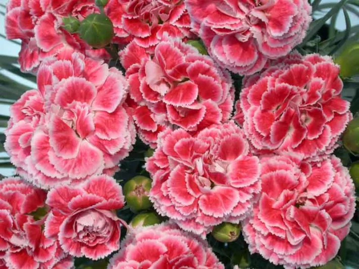 Dianthus 'Coral Reef', Pink 'Coral Reef', Coral Reef Pink, Salmon Flowers, Salmon Dianthus, Pink Flowers, Pink Dianthus,Pink Garden Pink