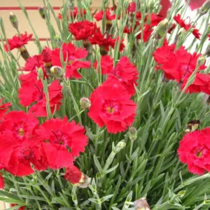 Dianthus 'Fire Star', Pink 'Fire Star', Fire Star Maiden Pink, Dianthus 'Devon Xera, Red Flowers, Red Dianthus