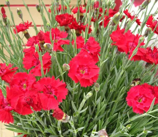 Dianthus 'Fire Star', Pink 'Fire Star', Fire Star Maiden Pink, Dianthus 'Devon Xera, Red Flowers, Red Dianthus