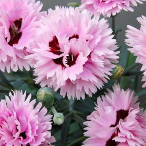 Dianthus 'Fizzy', Pink 'Fizzy', Fizzy Pink, Red Flowers, Red Dianthus, Pink Flowers, Pink Dianthus, Bicolor Flowers, Bicolor Dianthus