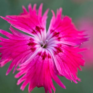 Dianthus Gratianopolitanus, Cheddar Pink, Cliff Pink, Clove Pink, Mountain Pink, Sweet Pink, Perennial Dianthus,Dianthus Caesius