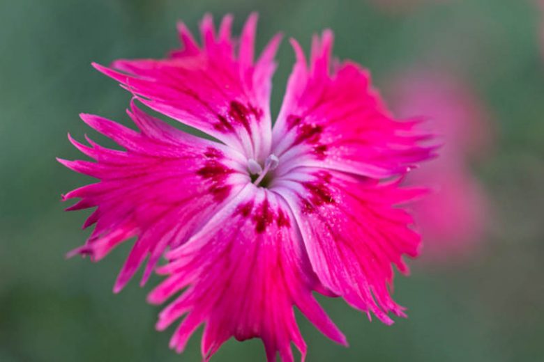 Dianthus Gratianopolitanus, Cheddar Pink, Cliff Pink, Clove Pink, Mountain Pink, Sweet Pink, Perennial Dianthus,Dianthus Caesius