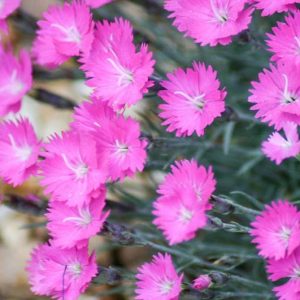 Dianthus Gratianopolitanus 'Firewitch', Cheddar Pink 'Firewitch', Cliff Pink 'Firewitch', Clove Pink 'Firewitch', Mountain Pink 'Firewitch', Sweet Pink 'Firewitch', Dianthus Caesius 'Firewitch', Pink Flowers, Dianthus gratianopolitanus 'Feuerhexe'