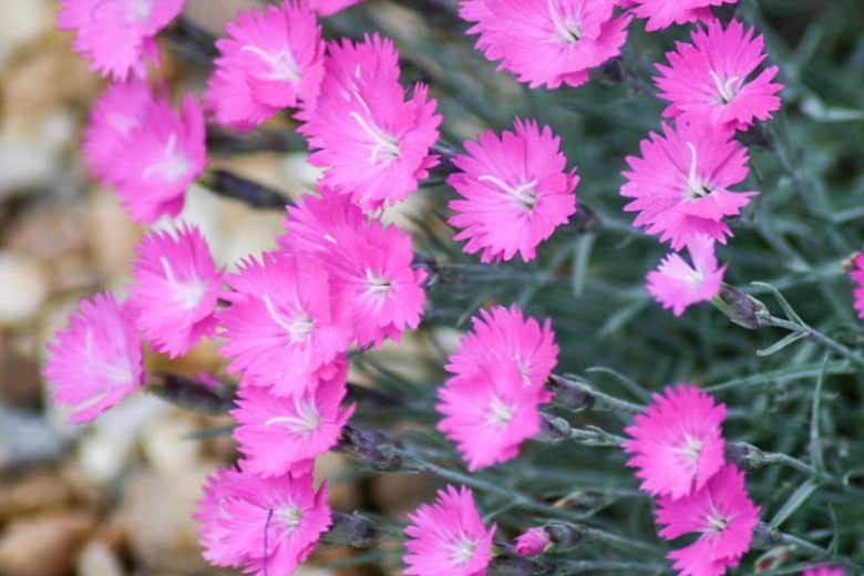 Dianthus Gratianopolitanus 'Firewitch', Cheddar Pink 'Firewitch', Cliff Pink 'Firewitch', Clove Pink 'Firewitch', Mountain Pink 'Firewitch', Sweet Pink 'Firewitch', Dianthus Caesius 'Firewitch', Pink Flowers, Dianthus gratianopolitanus 'Feuerhexe'