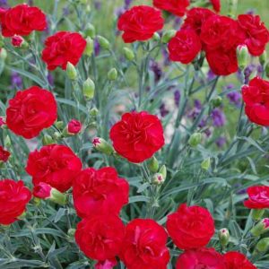 Dianthus 'Romance', Pink 'Passion', Passion Pink, Red Flowers, Red Dianthus, Red Flowers, Red Dianthus